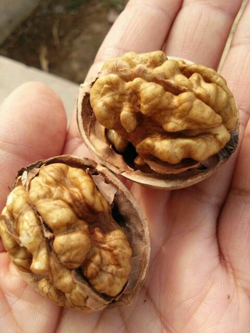 薄皮核桃30mm以上去皮干