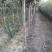苹果树苗50~60cm，鲁丽苹果树苗，