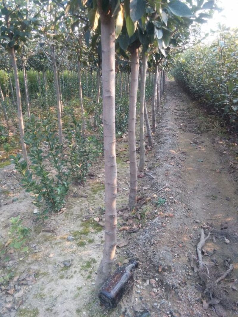 苹果树苗50~60cm，鲁丽苹果树苗，
