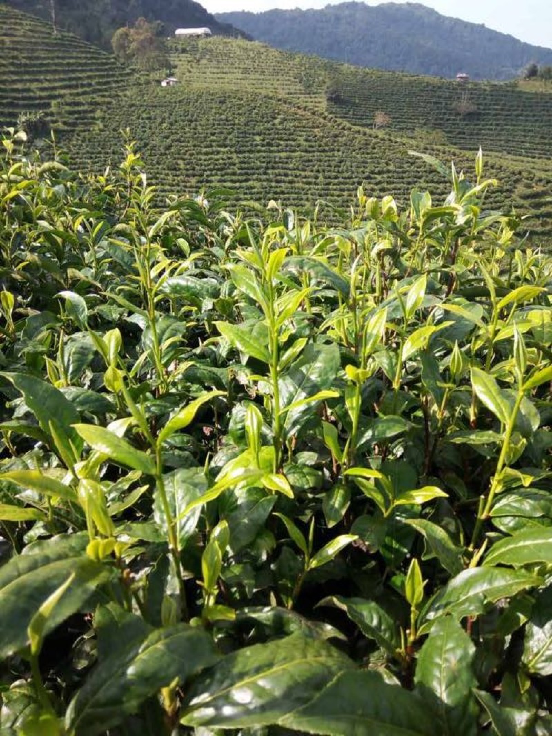 普洱茶