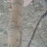 国槐6~8cm4~6cm3米以上