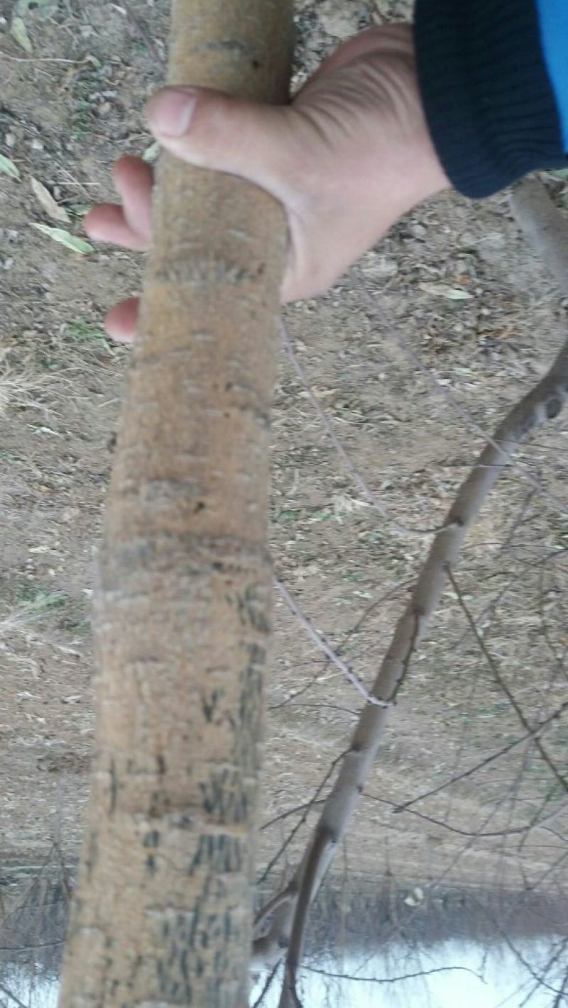 国槐6~8cm4~6cm3米以上
