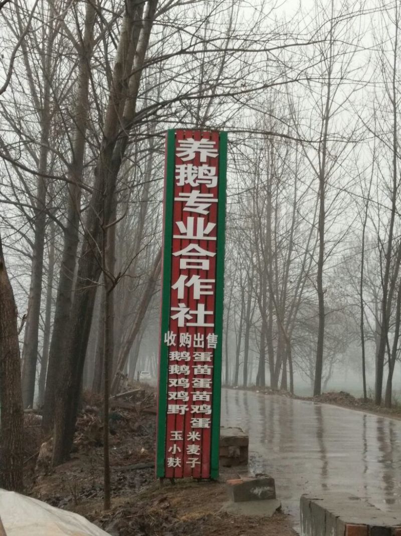 鹅苗250g以下