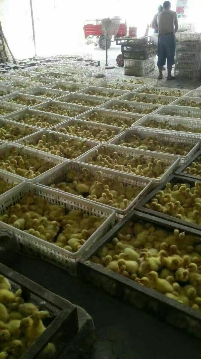 鹅苗250g以下