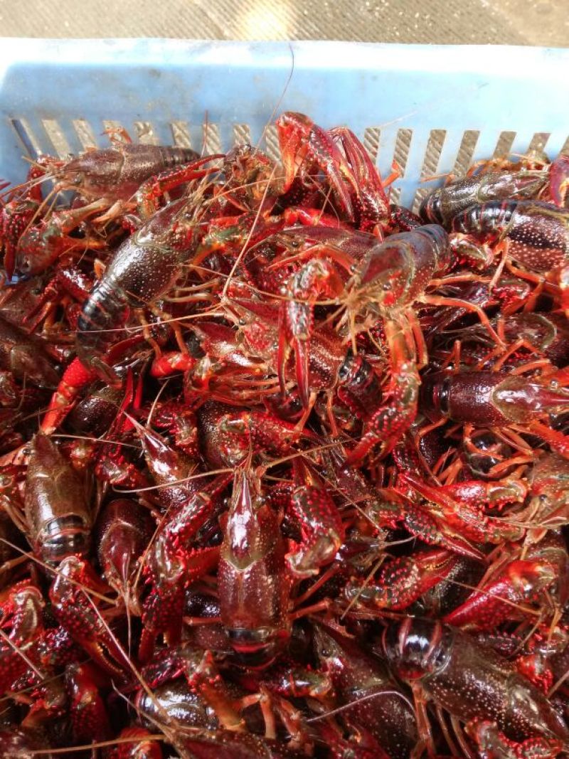 小龙虾食用6~8钱活虾