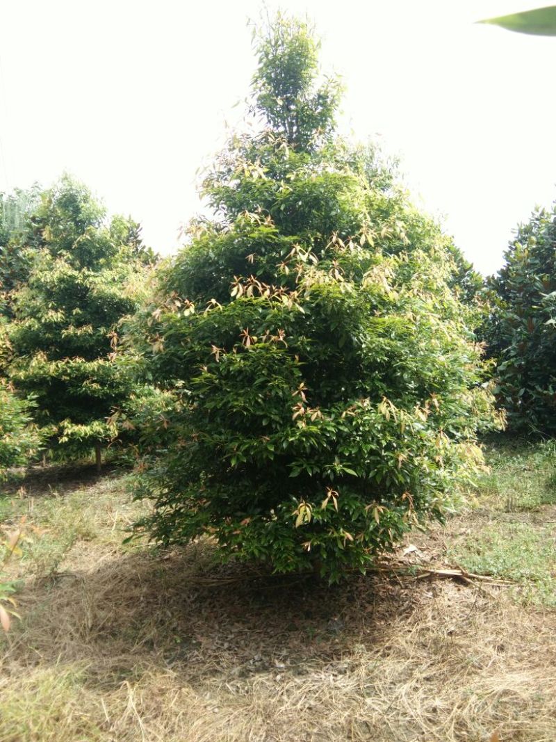 楠木4m以上8~10cm