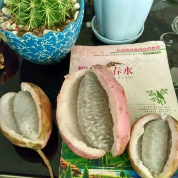 八月瓜90~100g