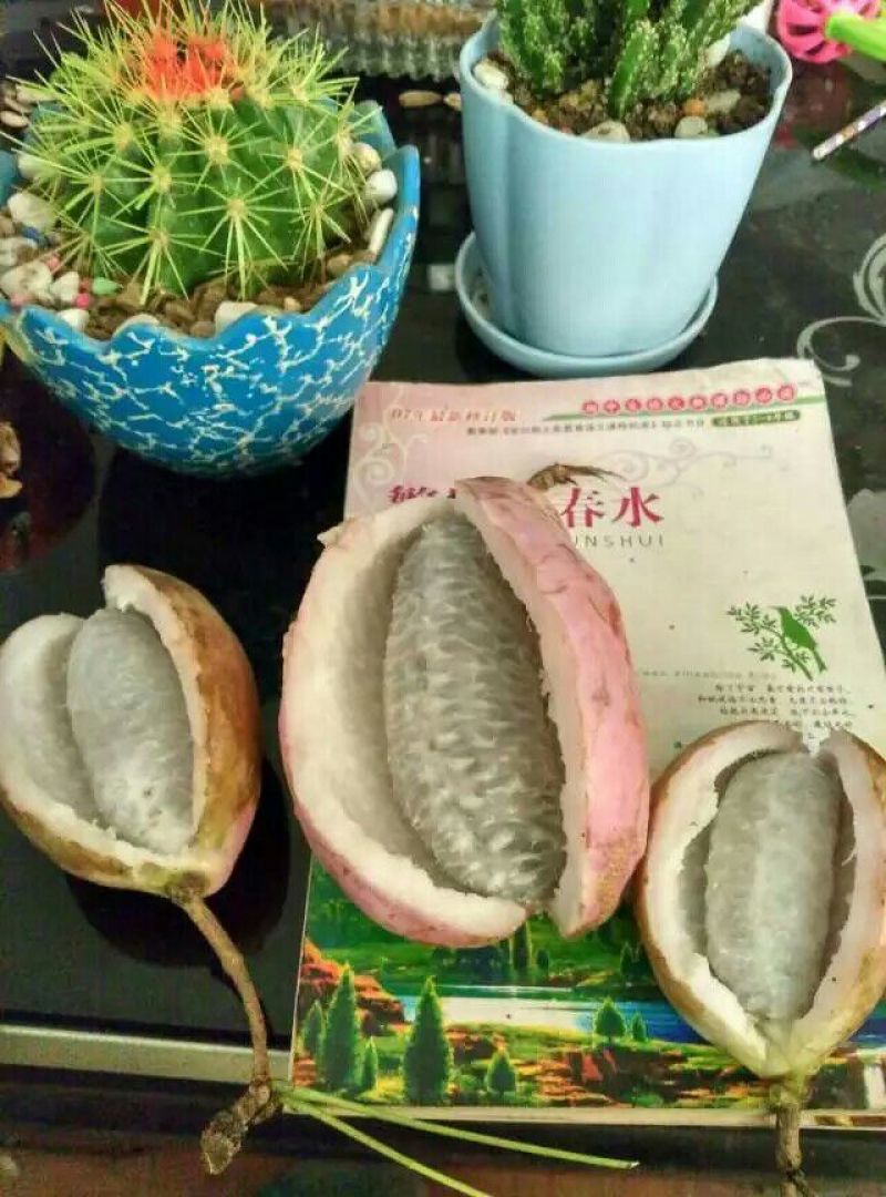 八月瓜90~100g