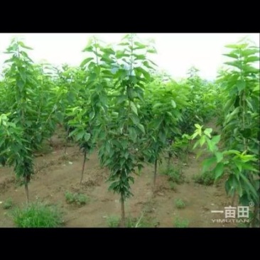 美早樱桃苗