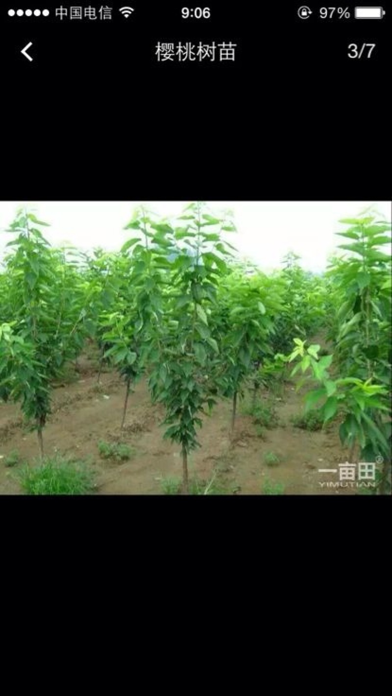 美早樱桃苗