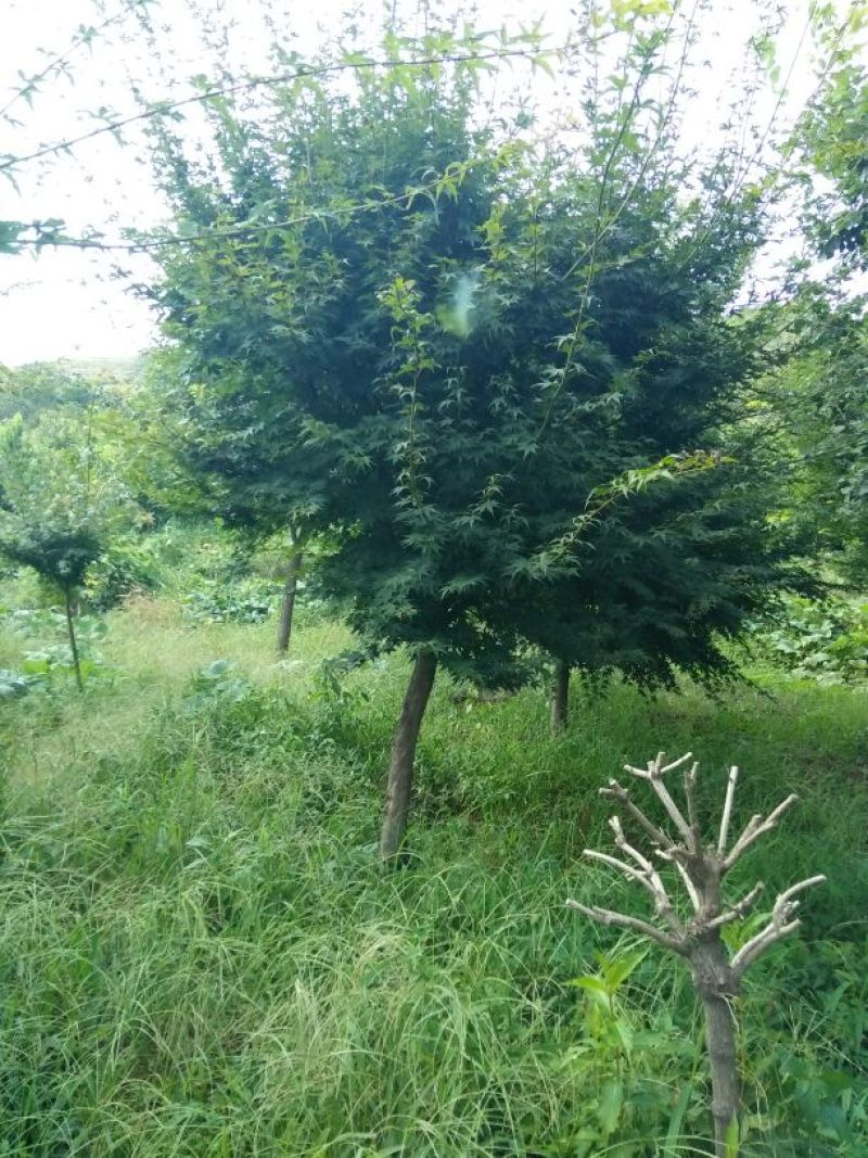 鸡爪槭苗80~100cm