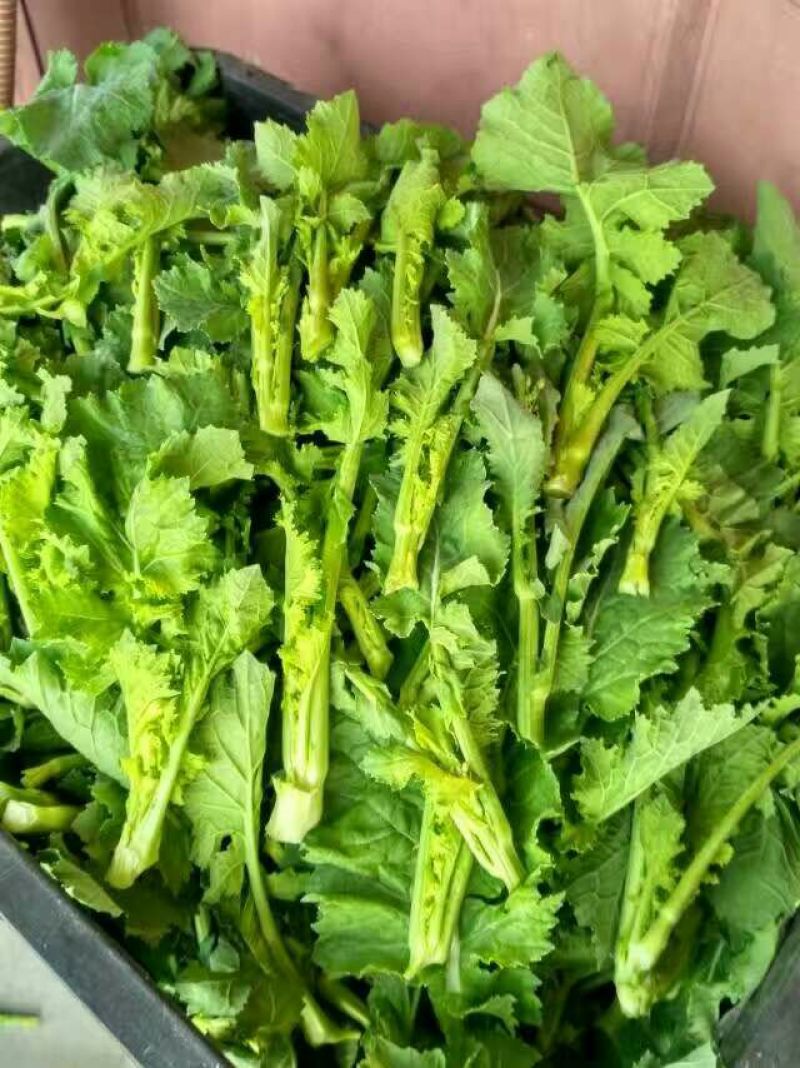 油菜苔15~20厘米