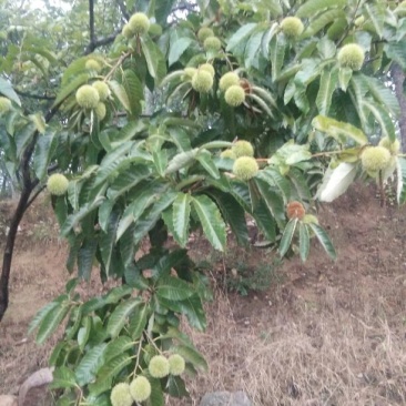 板栗树苗50~60cm。大红袍板栗树苗，低价出售。