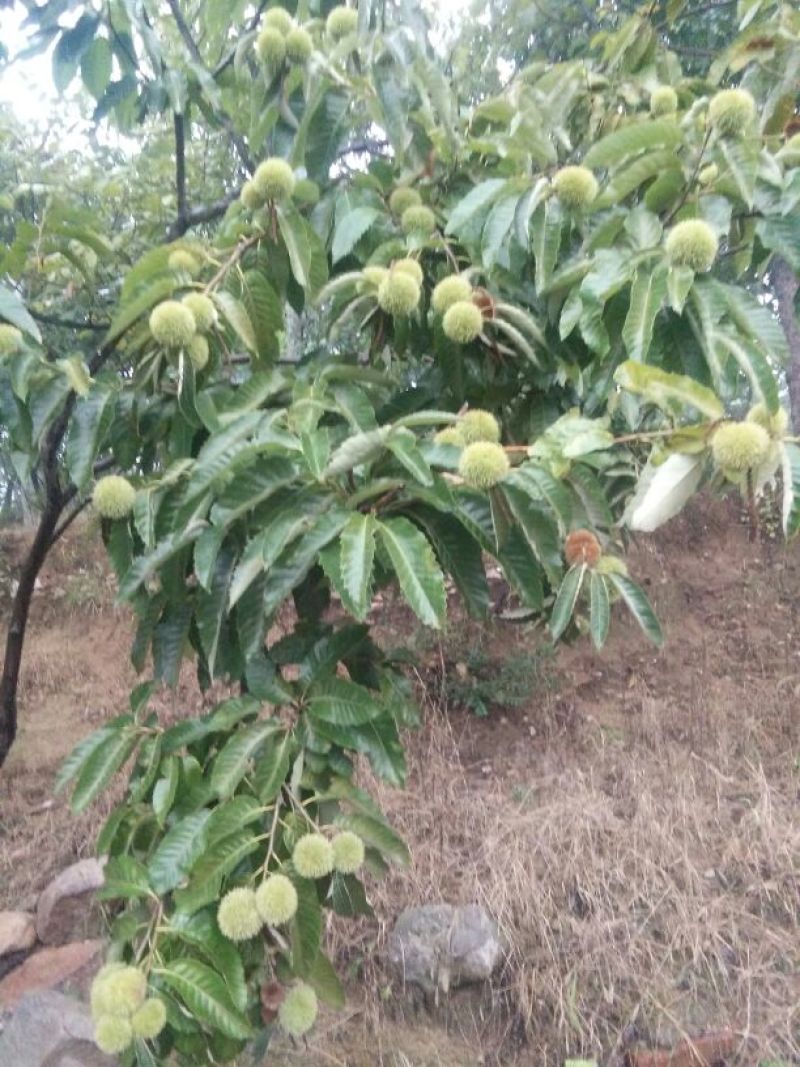 板栗树苗50~60cm。大红袍板栗树苗，低价出售。
