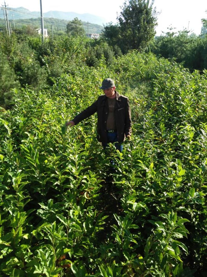 大红袍板栗苗泰山红油板栗苗