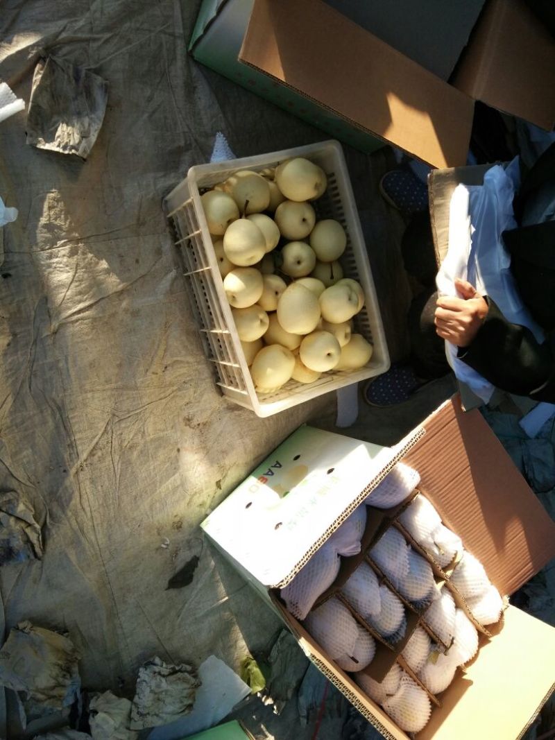 鸭梨250~300g纸加膜