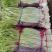 韭黄头茬40~50公分