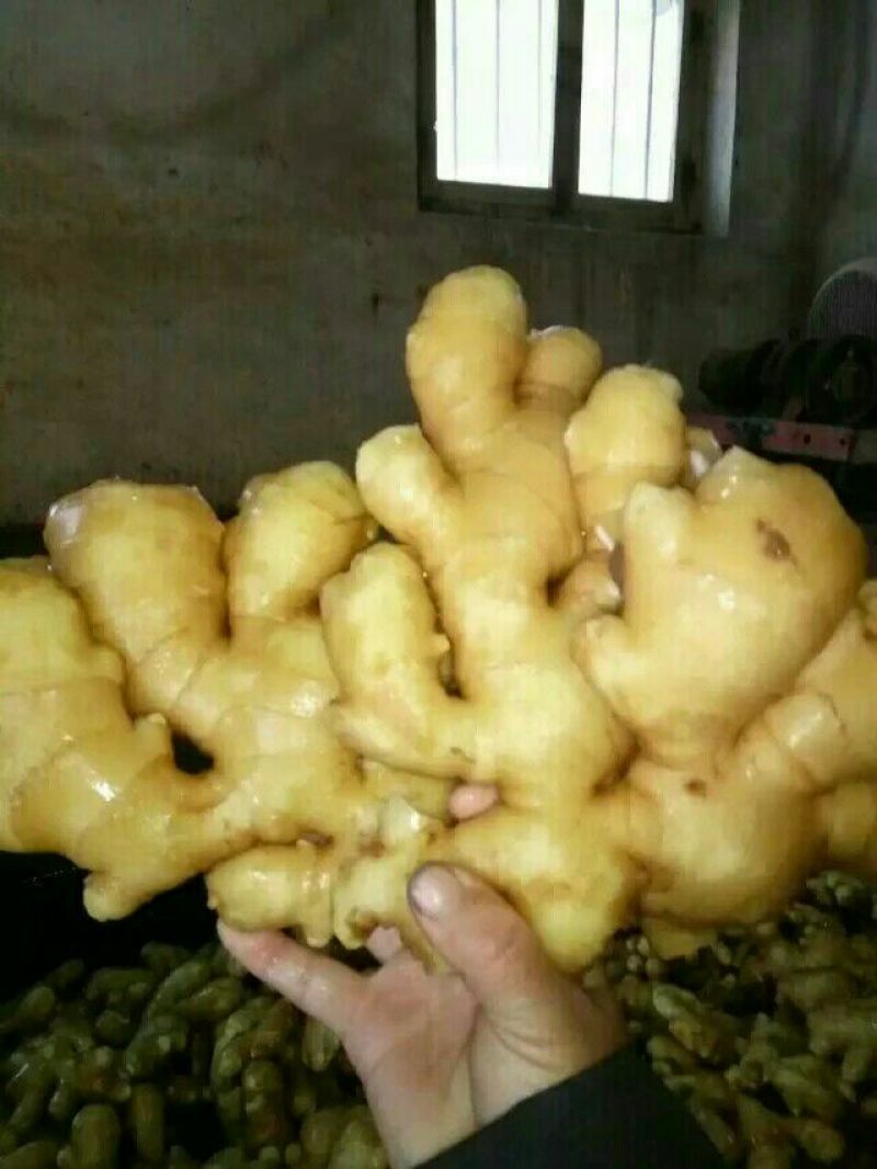 生姜批发✔产地直供✔品种齐全✔货源充足✔全国发货