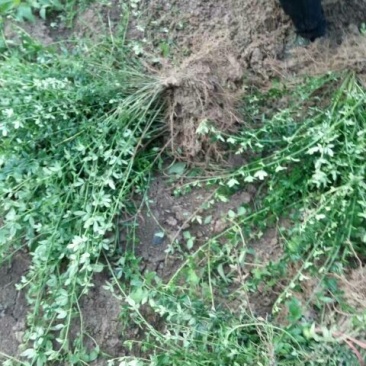 迎春花1米以下一二年生包指导包成活基地直发
