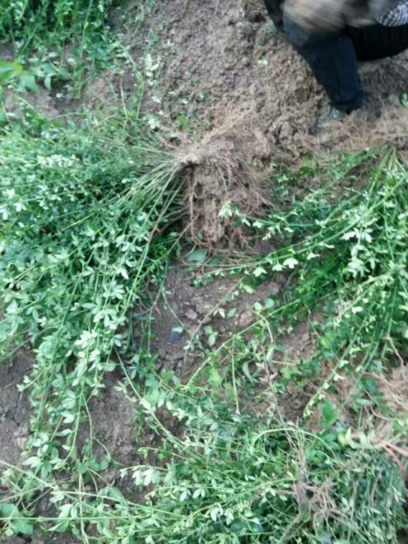 迎春花1米以下一二年生包指导包成活基地直发