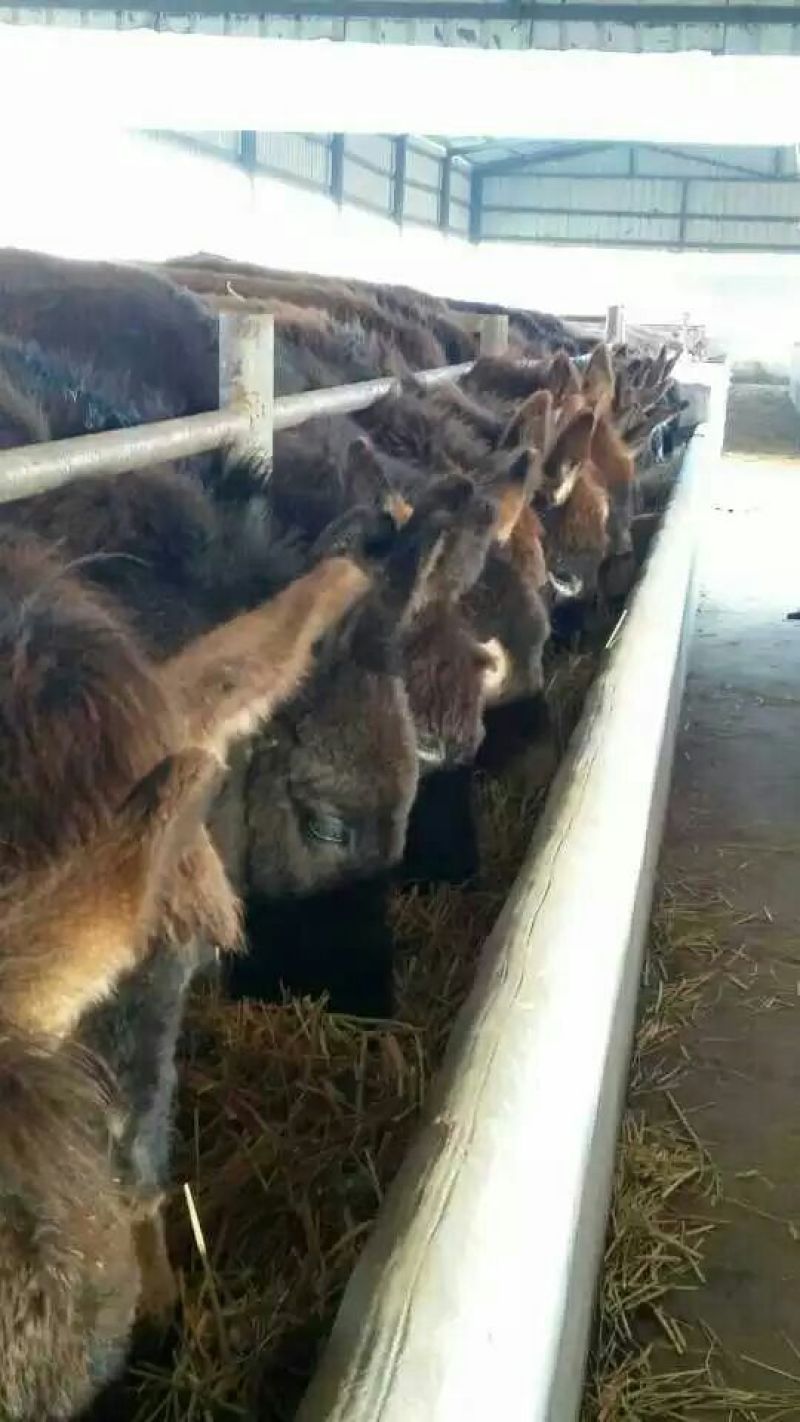 肉驴