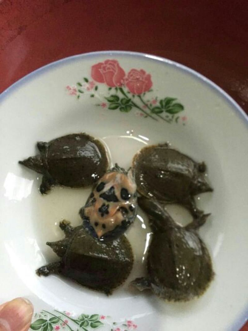 甲鱼苗鱼苗