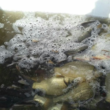 河鲤鱼食用1~2公斤