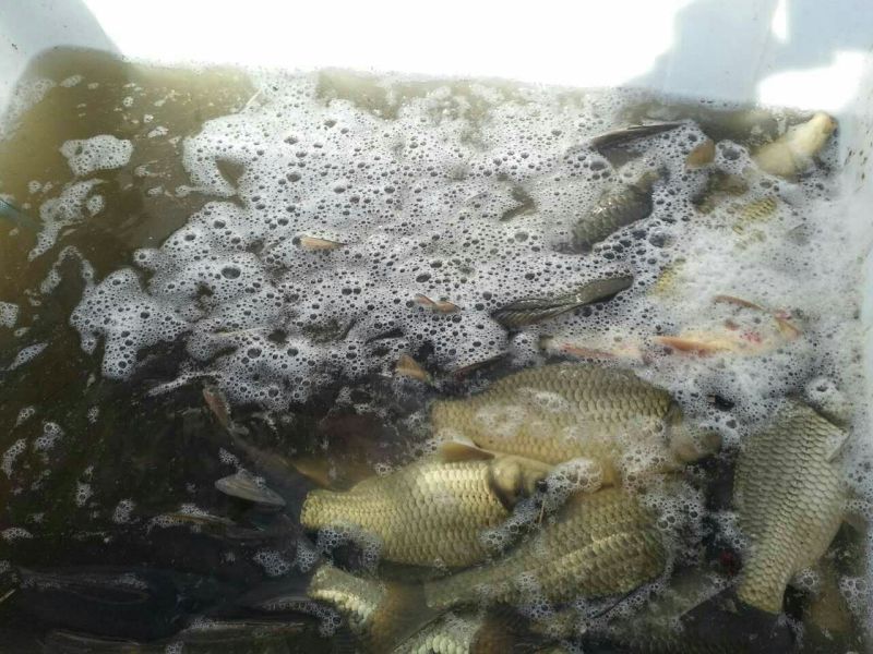 河鲤鱼食用1~2公斤