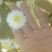菊花茶