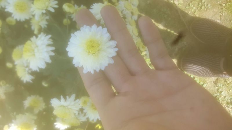 菊花茶