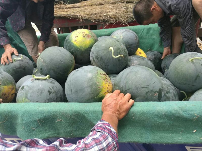 湖北荆州松滋黑皮无籽西瓜8斤打底9成熟1茬洞庭一号