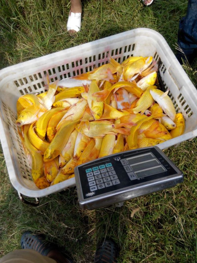 锦鲤