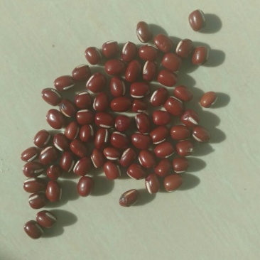 红小豆散装