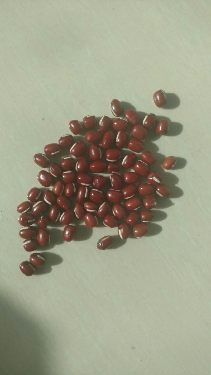 红小豆散装