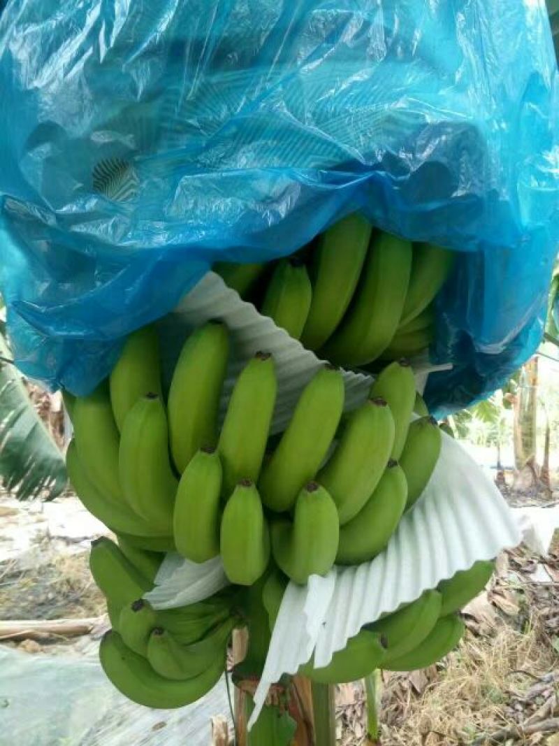香蕉七成熟