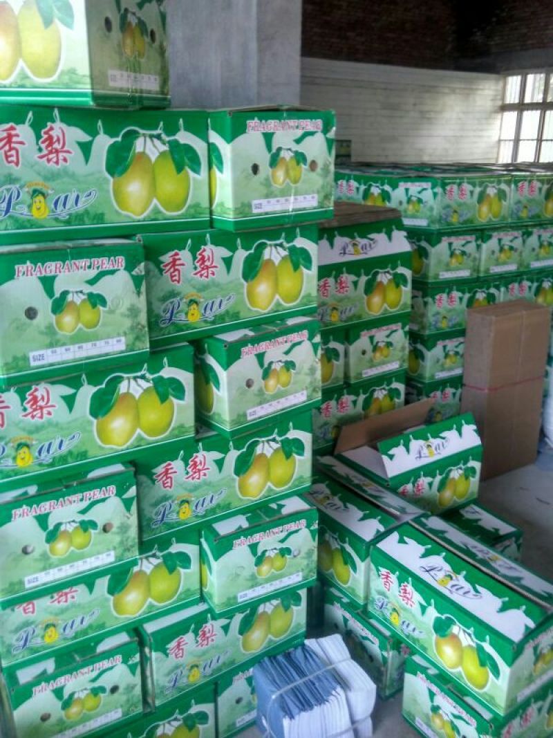 红香酥梨大量上市！产地直供！品质保证！口感脆甜
