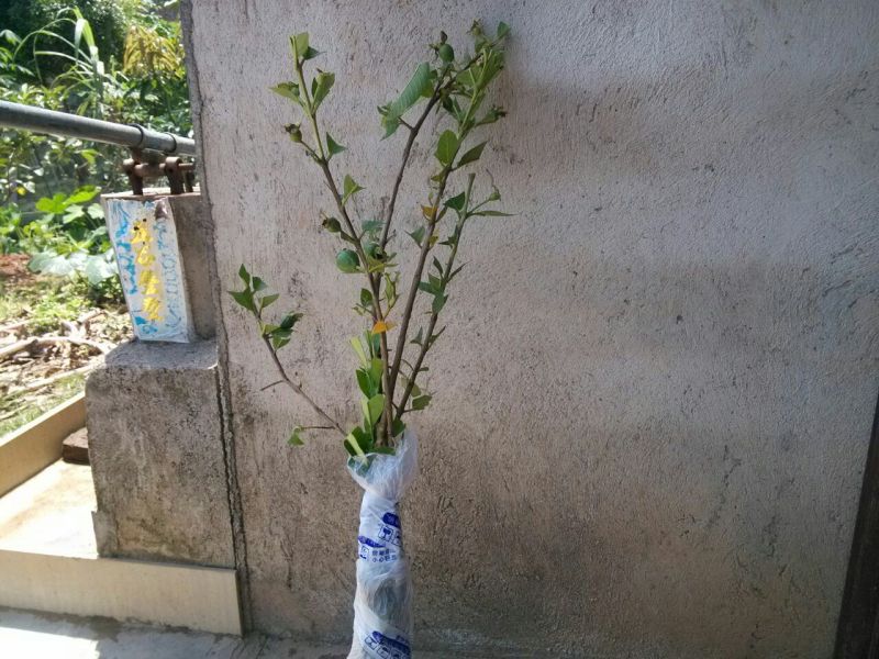 西瓜番石榴苗50~80cm