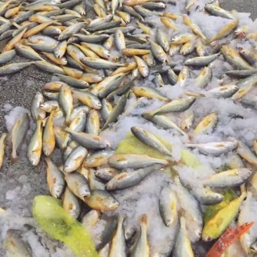 小黄鱼