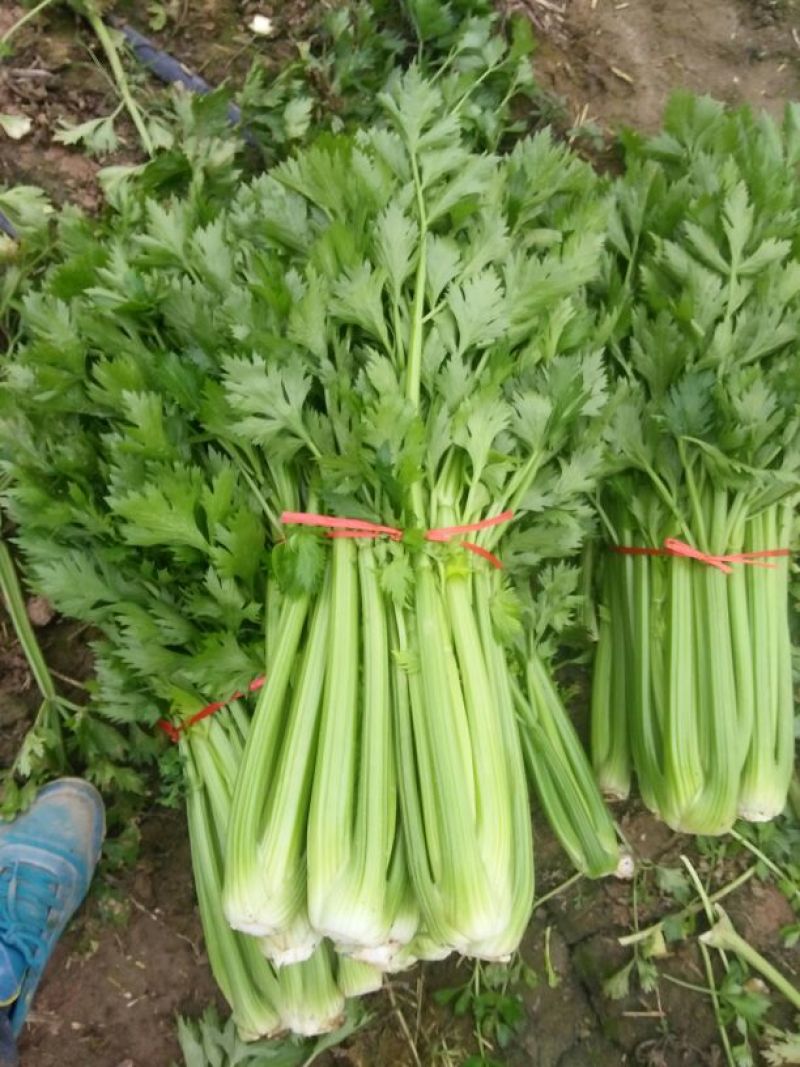 【推荐芹菜】西芹法国皇后河南大棚种植叶绿杆亮量大从优欢迎电联