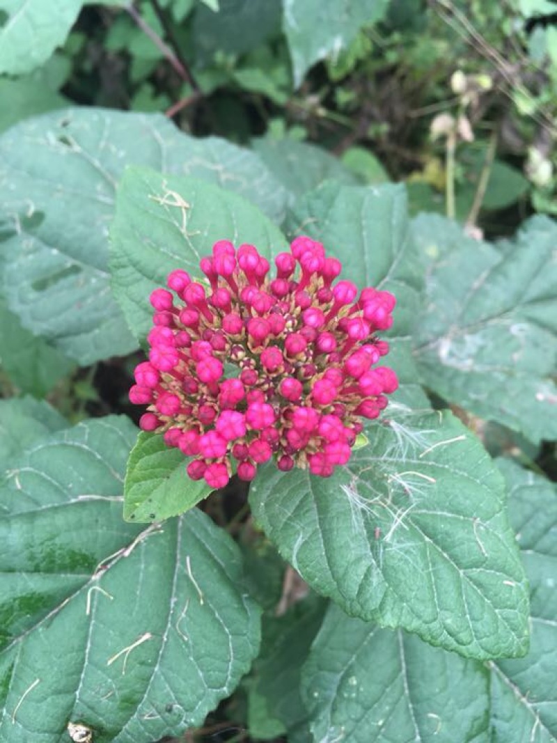 臭牡丹四川德阳种植多年生臭牡丹