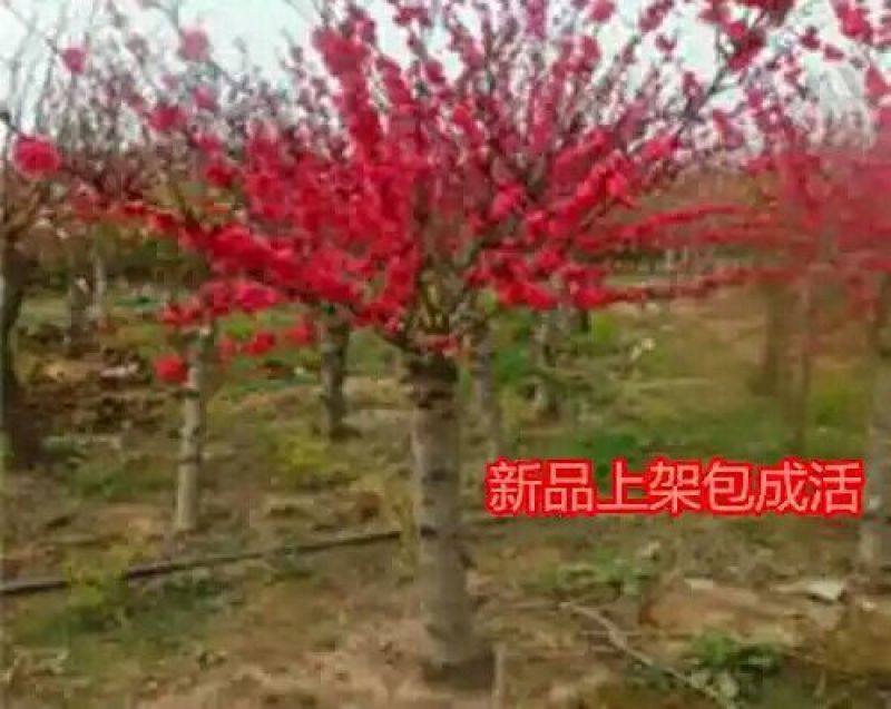 腊梅