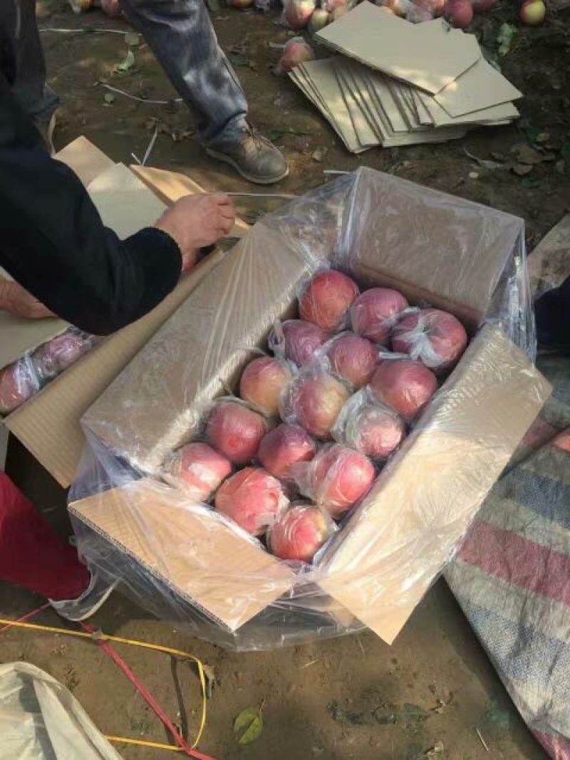 红富士苹果70mm以上膜袋