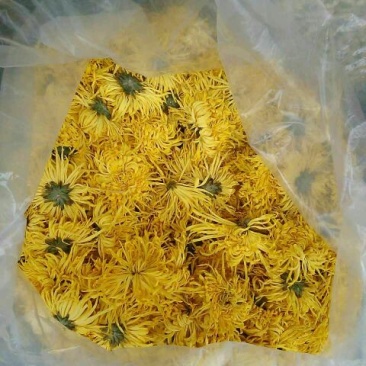 菊花茶开花