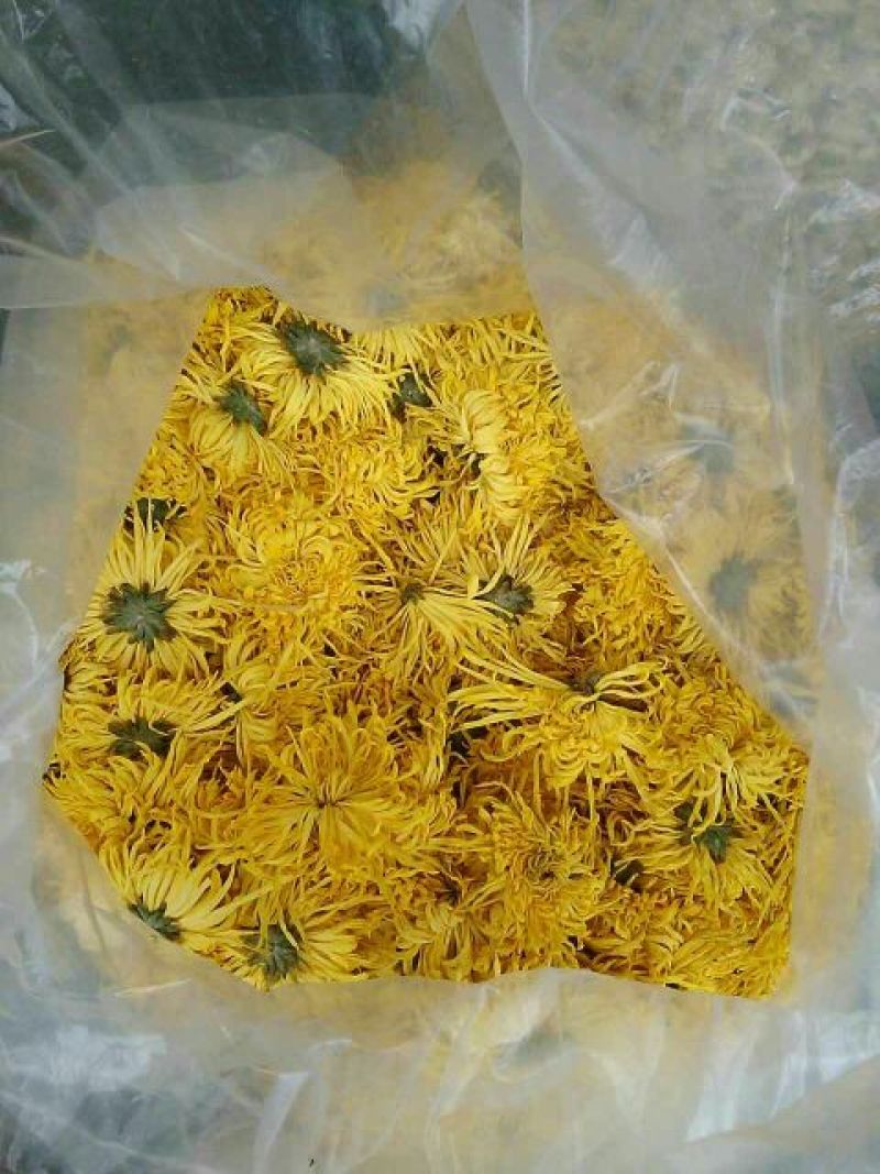菊花茶开花