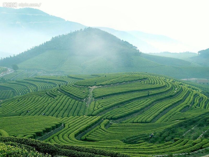 石阡苔茶特级