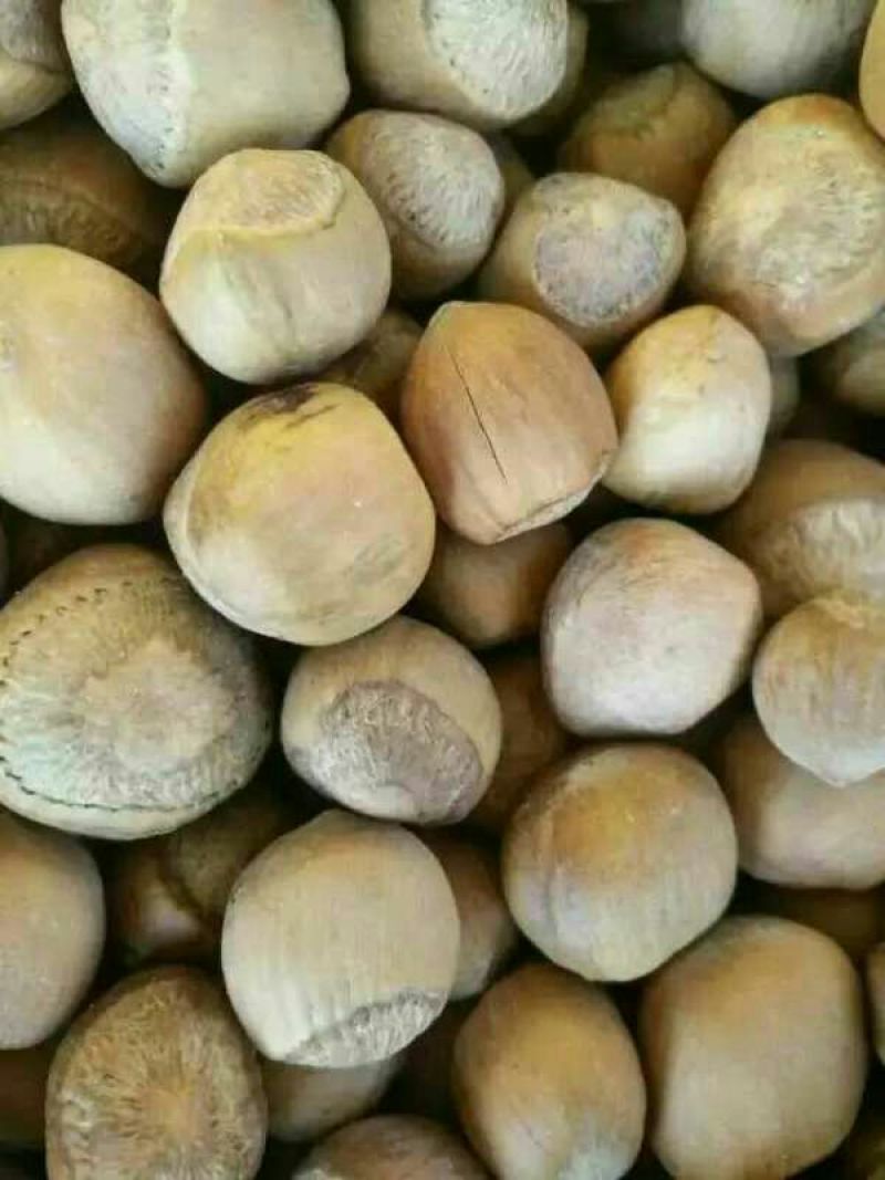 圆形榛子特级