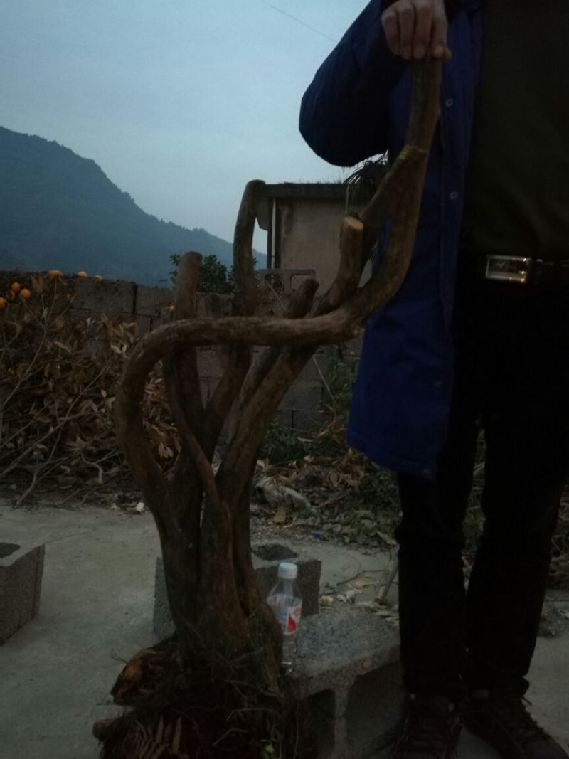 映山红15~20cm
