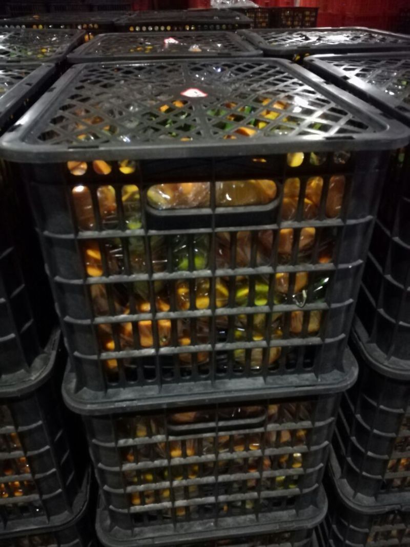 特早蜜橘，达分，四文，国庆，品质好，支持全国发货