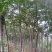 栾树4~6cm4~6cm2.5~3米