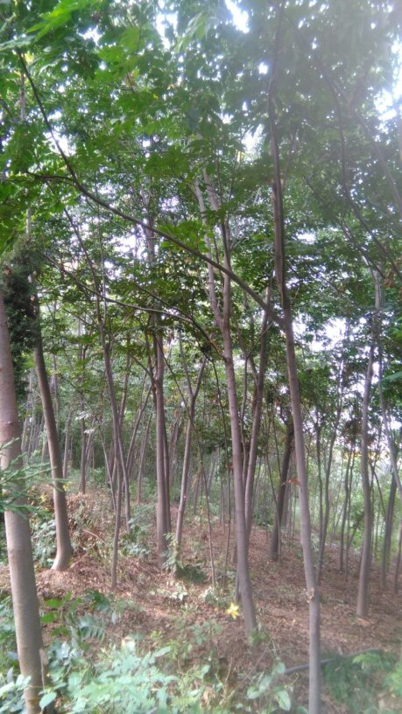 栾树4~6cm4~6cm2.5~3米